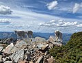 Mountain goats on Scotchman Peak