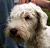 Ivor the Sealyham Terrier