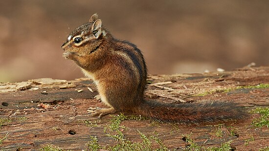 Sonoma chipmunk