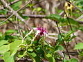 Strophanthus sarmentosus