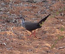 Монія (Monias benschi)