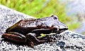 adult stage with dark brown dorsal colouration found in world heritage Horton Plains National Park