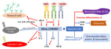 The regulatory role of BLIMP-1/PRDM1 on immunocytokines and hematopoietic cells.