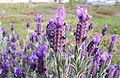 Giugno 2006 Fiori di Lavandula stoechas