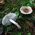 Tricholoma argyraceum