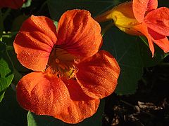 Tropaeolum majus