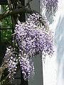 Japanese Wisteria