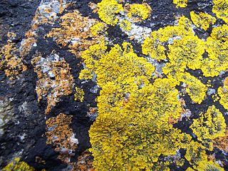 Xanthoria parietina est un lichen nitrophile[m] qui a tendance à recouvrir Caloplaca marina et Verrucaria maura, ce qui témoigne d'une croissance plus rapide.