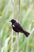 Carouge galonné (Agelaius thilius)