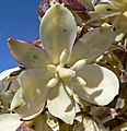 Yucca schidigera