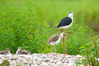 Échasse blanche et ses petits (15 juin 2023) au Domaine des oiseaux (Ariège - France).