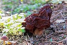 Gyromitra esculenta, a deep rusty brown mushroom with brain- or coral-like ridges
