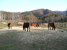 Groupe de chevaux vus de dos.