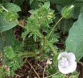 Plant form, above, stem leaves 3-5 lobed