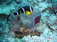 Un poisson-clown presque marron avec trois bandes blanches. Ses pectorales sont jaunes.