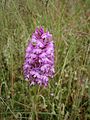 Anacamptis pyramidalis