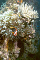 An Anemonefish on the wreck of the Japanese tanker Iro.