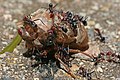 Meat ants eating a cicada; some species take prey bigger than they are, particularly when working together.