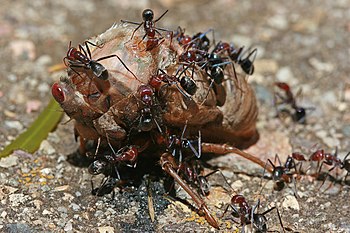 Meat ants eating a cicada