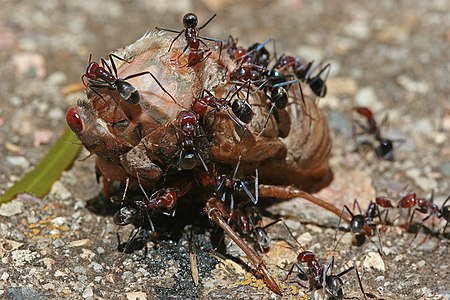 Meat ants preying on a cicada, by John O'Neill