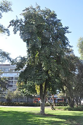 Бейлшмидия икотниковая (Beilschmiedia berteroana)