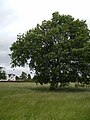 Granddaughter tree of the Royal Oak, planted in 1951 to commemorate the tercentenary of the escape of Charles II.