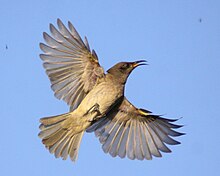 Brown honeyeater catching insects in the air