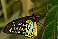 Image 21 Cairns Birdwing Photo credit: Fir0002 The Cairns Birdwing (Ornithoptera euphorion) is a birdwing butterfly of the Papilionidae family. It is Australia's largest butterfly, and is native to the tropical north of Queensland. More selected pictures