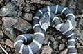 Lampropeltis californiae