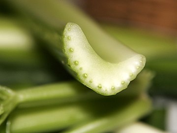 Cross-section of a 'Pascal' celery rib, the petiole