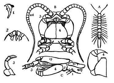 イシムカデの触角（ant）、大顎（1）と小顎（2、3）