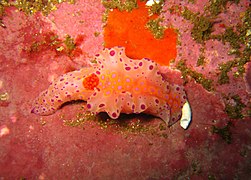 Ceratosoma brevicaudatum