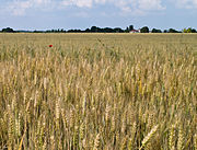 フランスの小麦畑