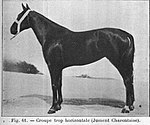 Jument charentaise dans le Guide pratique pour la connaissance et l'élevage du cheval, 1911.