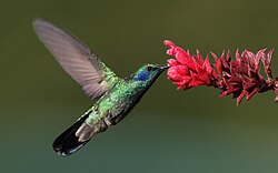 Photograph of a hummingbird feeding from a flower