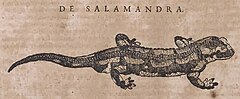 The more realistic "salamandra"