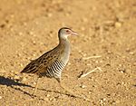 African crake