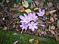 Crocus nudiflorus