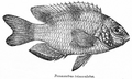 Pomacentrus Trimaculatus