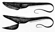 The gulper eel uses its mouth like a net by opening its large mouth and swimming at its prey. It has a luminescent organ at the tip of its tail to attract prey.