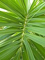 Leaflets of fox palm