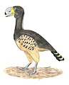 Gastornis