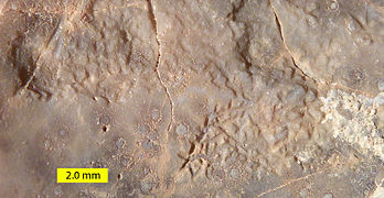 Gnathichnus pentax echinoid trace fossil made by the Aristotle's Lantern on an oyster from the Cenomanian of southern Israel.