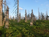 89. Platz: Nora Walbrun mit Abgestorbene Fichten im Nationalpark Bayerischer Wald in der Nähe des Lusen