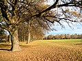 North Hagley Park in autumn
