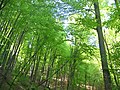 Forest near Óbánya