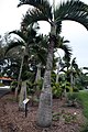 Fairchild Tropical Botanic Garden at Miami, Florida, United States.