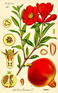 Pomegranate, by Otto Wilhelm Thomé (edited by trialsanderrors)