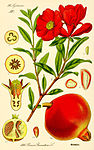 File:Illustration Punica granatum2.jpg