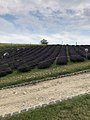 Lavender field in Kőröshegy